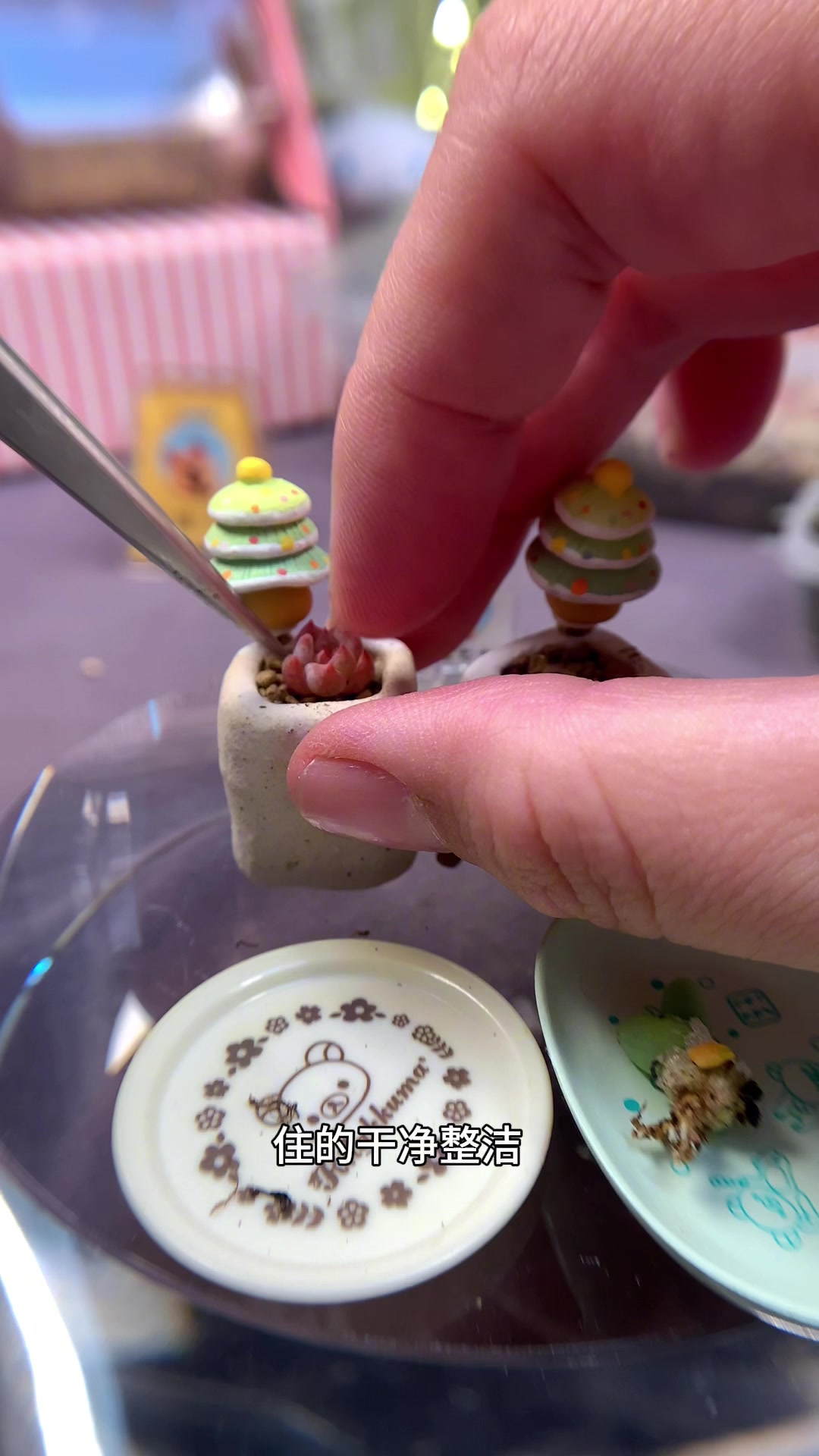 会旋转的圣诞小多肉树,你见过嘛?