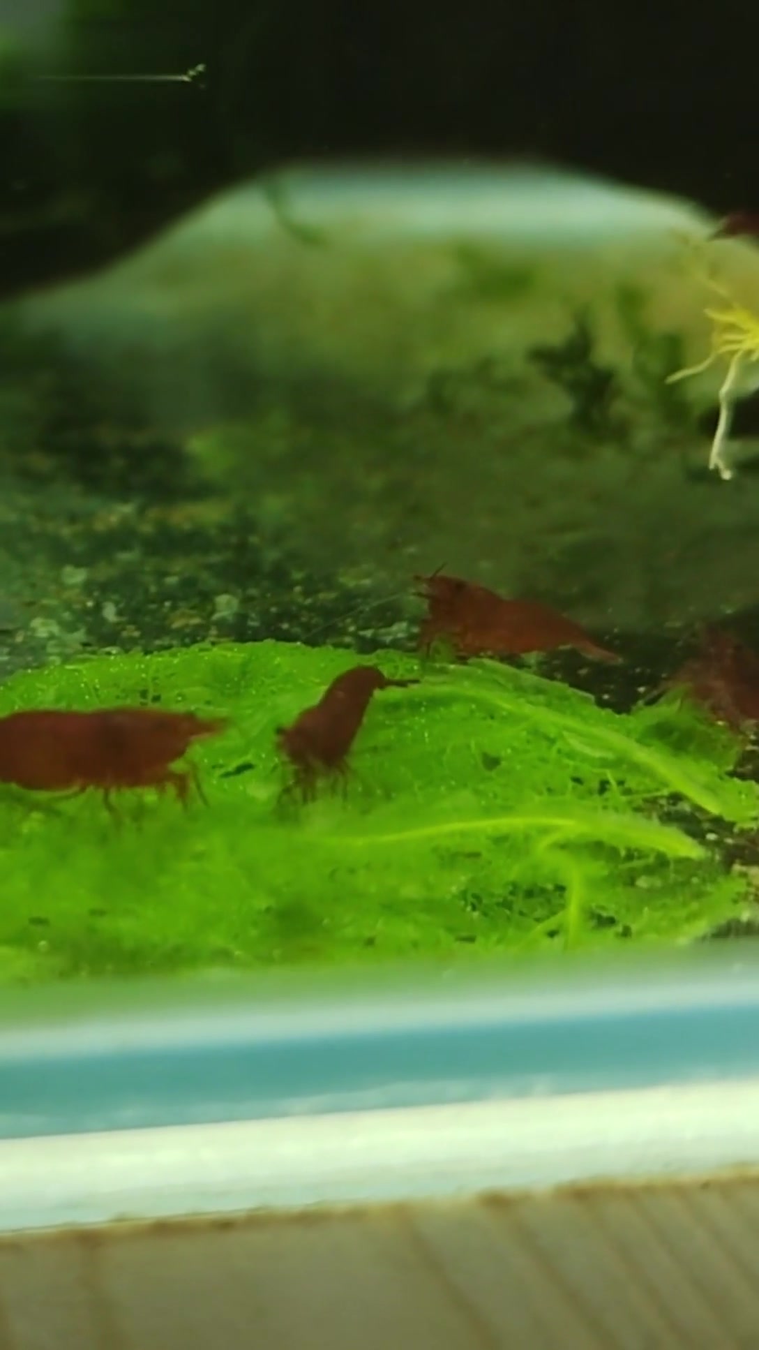 血腥玛丽虾 一个月的小虾能长多大 能活多久