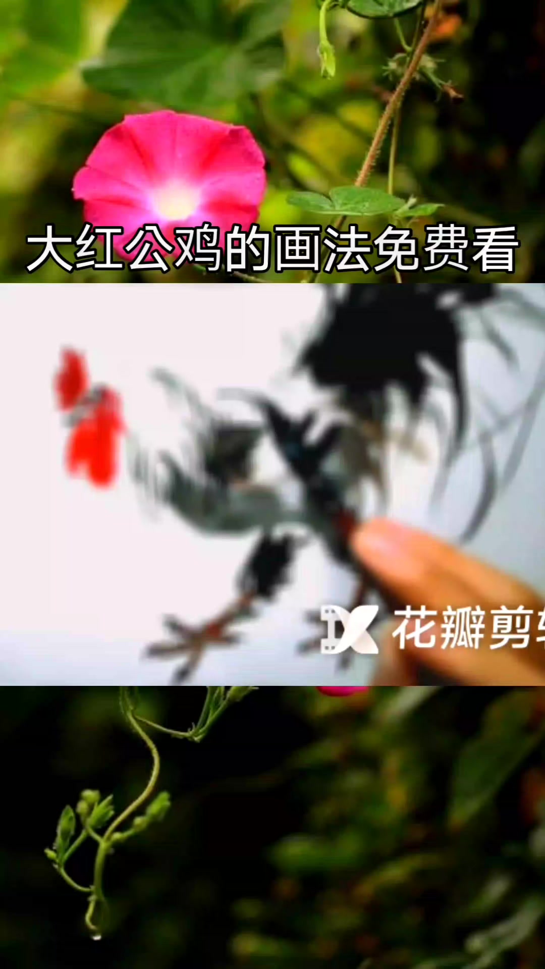 大红公鸡的画法免费看