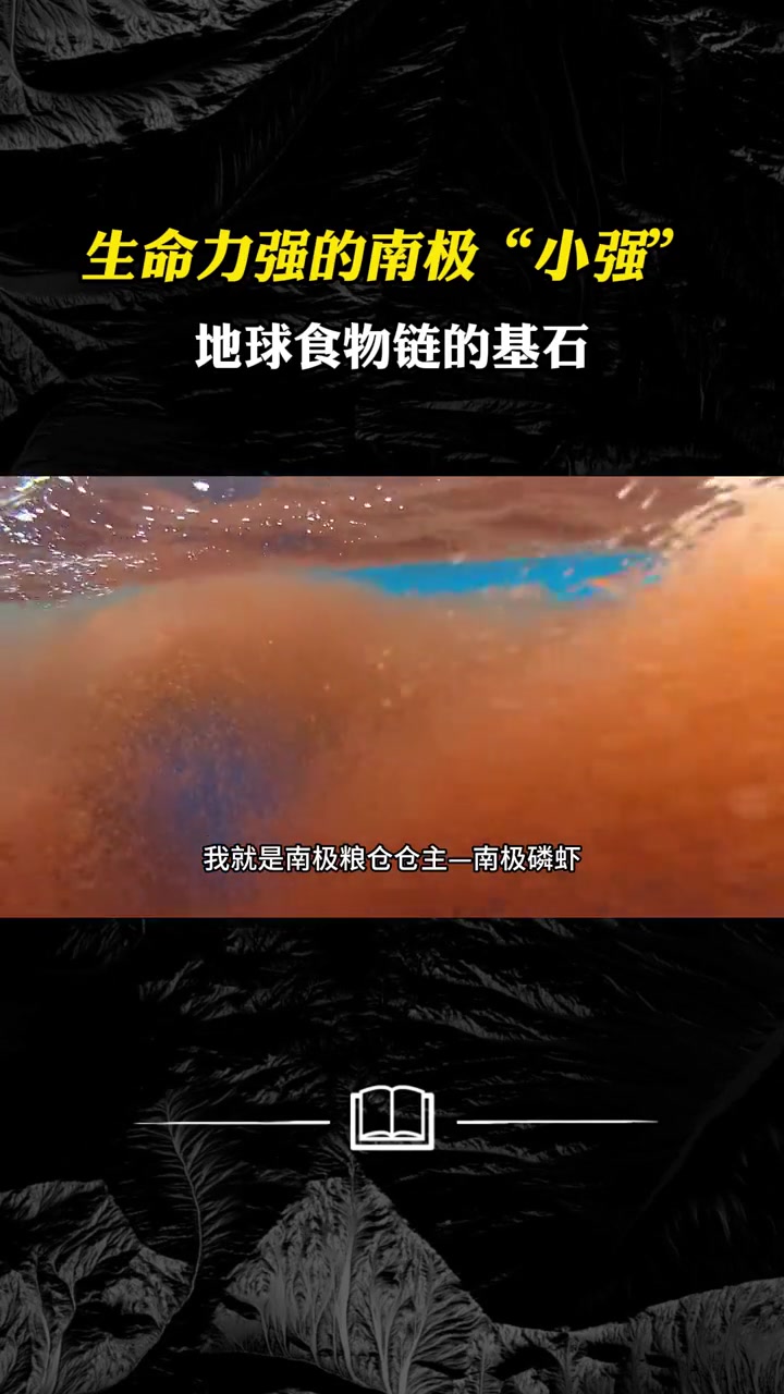 生命力强的南极“小强” 地球食物链的基石 南极磷虾酱 海鲜 锅气玛特虾酱