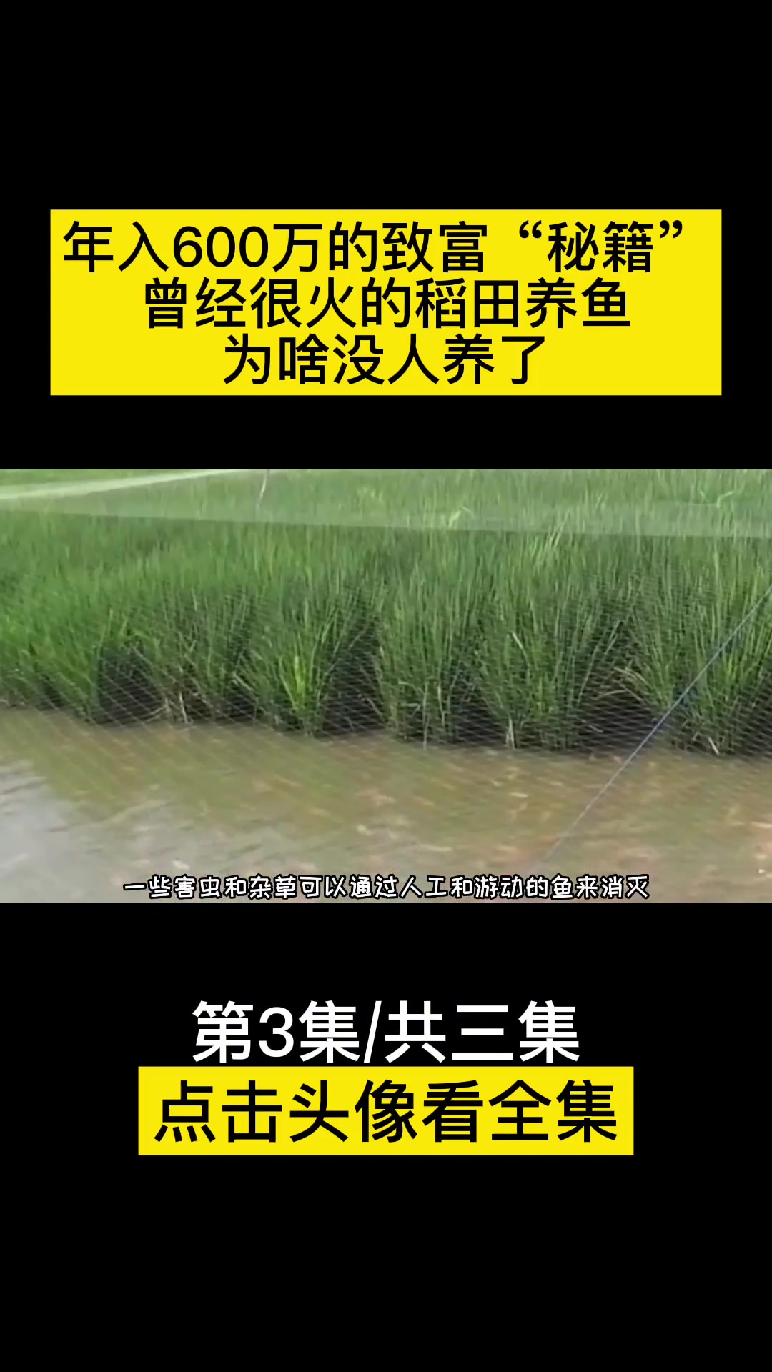 年入600万的致富“秘籍”,曾经很火的稻田养鱼,为啥没人养了?