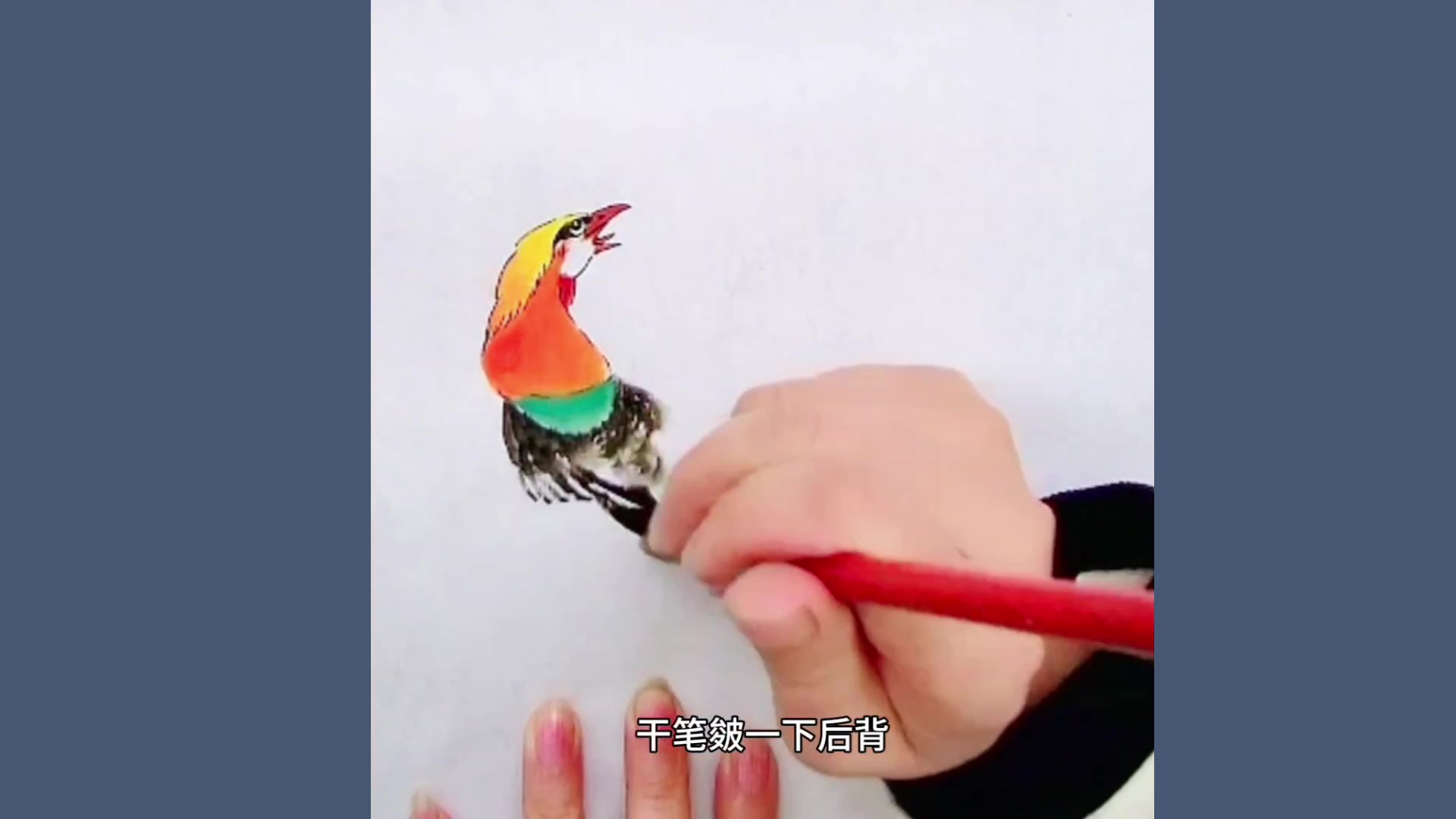 一分钟教你锦鸡画法