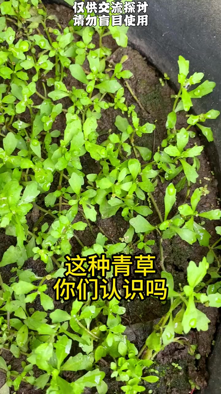 以前鹅都不吃的草,现在很少见到了。鹅不食草 你的家乡有这种植物吗
