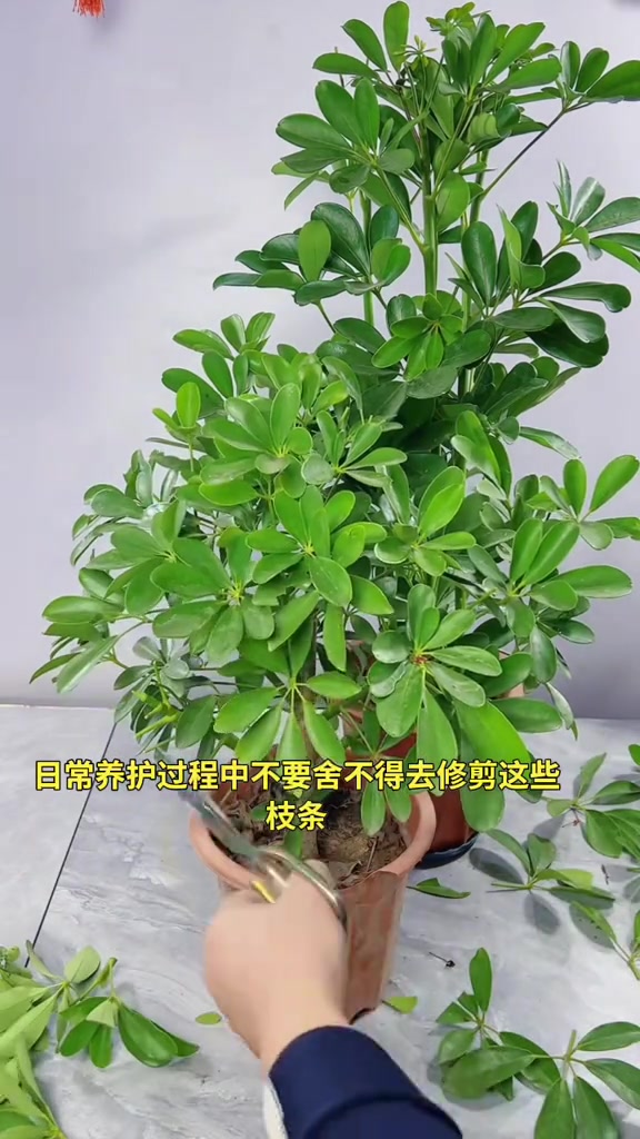 鸭掌木的修剪,记住“这一步”,长势更旺盛