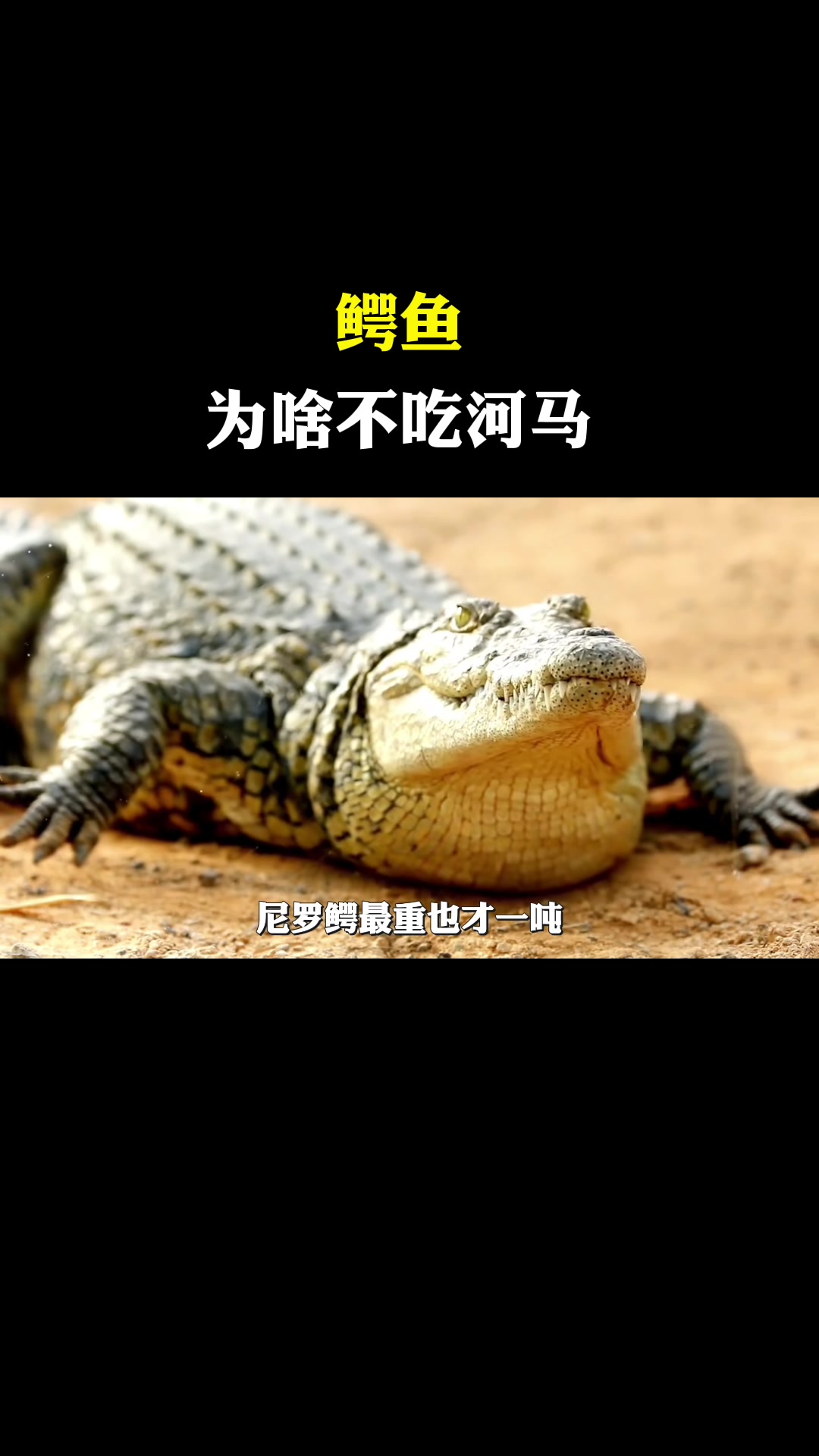 鳄鱼连人都敢吃,为啥不敢吃河马?