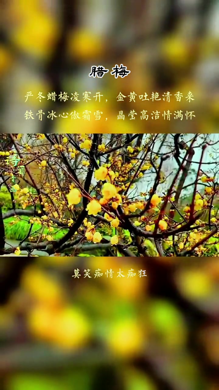 枝横碧玉天然瘦,蕾破黄金分外香。雪盈梅瘦,惘添一段心愁,释卷,凝窗,红尘中,谁是宋词里一笔