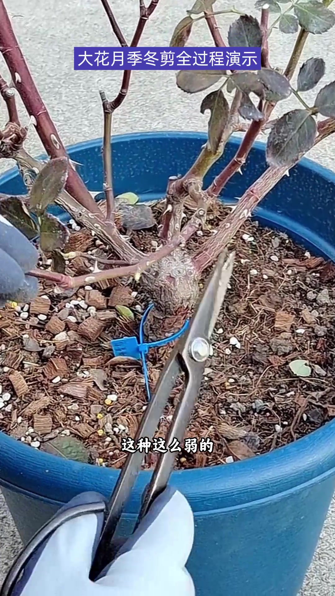 蓝莓蛋糕盆栽月季,冬剪全过程演示,内含修剪准则,让你不剪错..