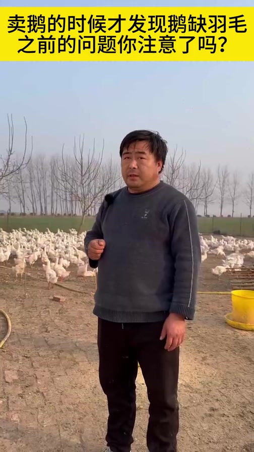 卖鹅的时候才发现鹅缺羽毛,之前的问题你留意了吗?