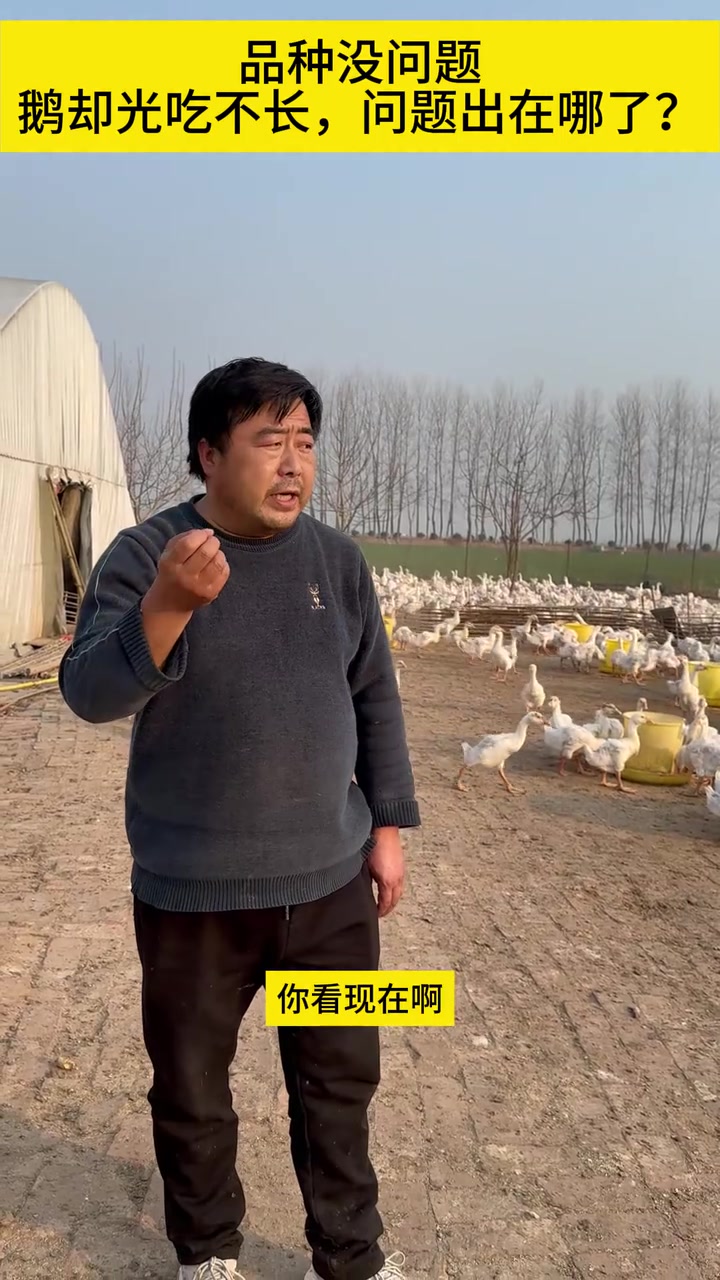 品种没问题,鹅育不上肥,问题出在哪里?