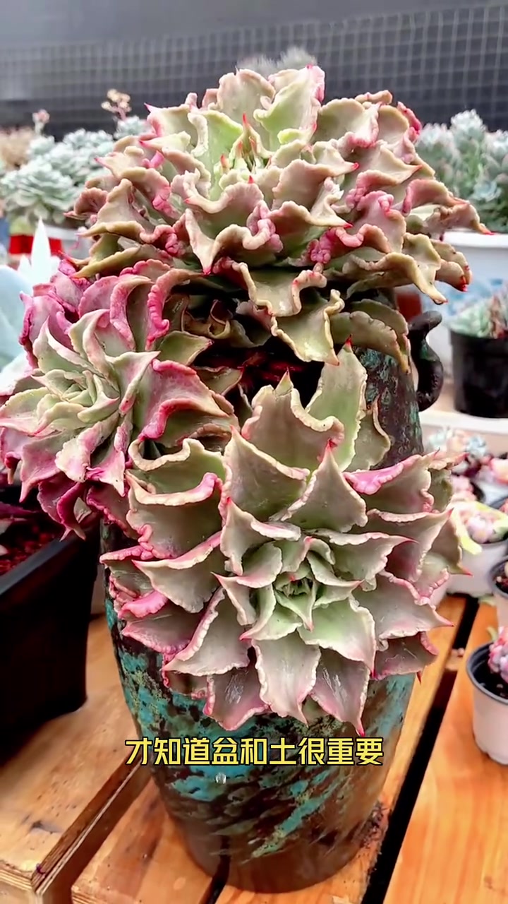 多肉的心态变化  多肉植物养护小常识