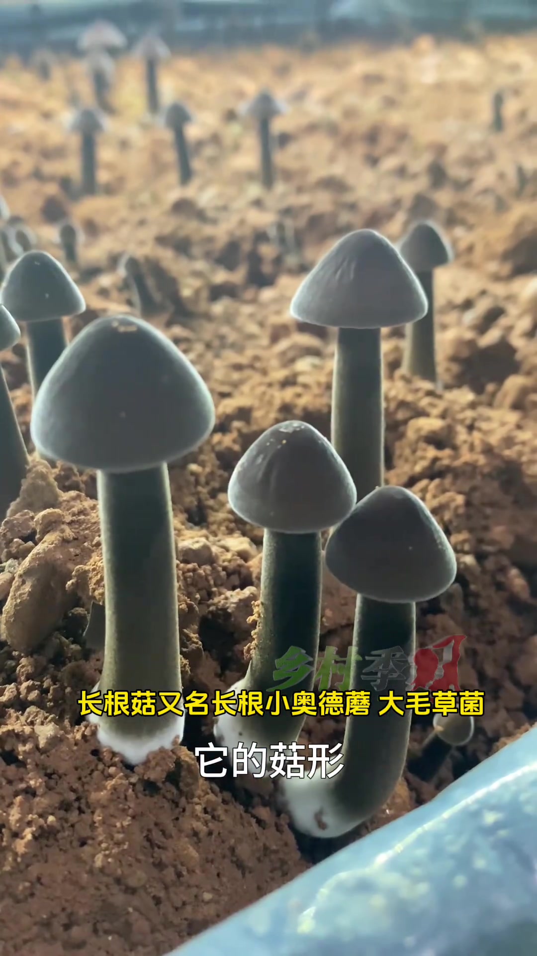 科普 黑皮鸡枞菌 它的价值您了解吗?鸡枞菌 食用菌