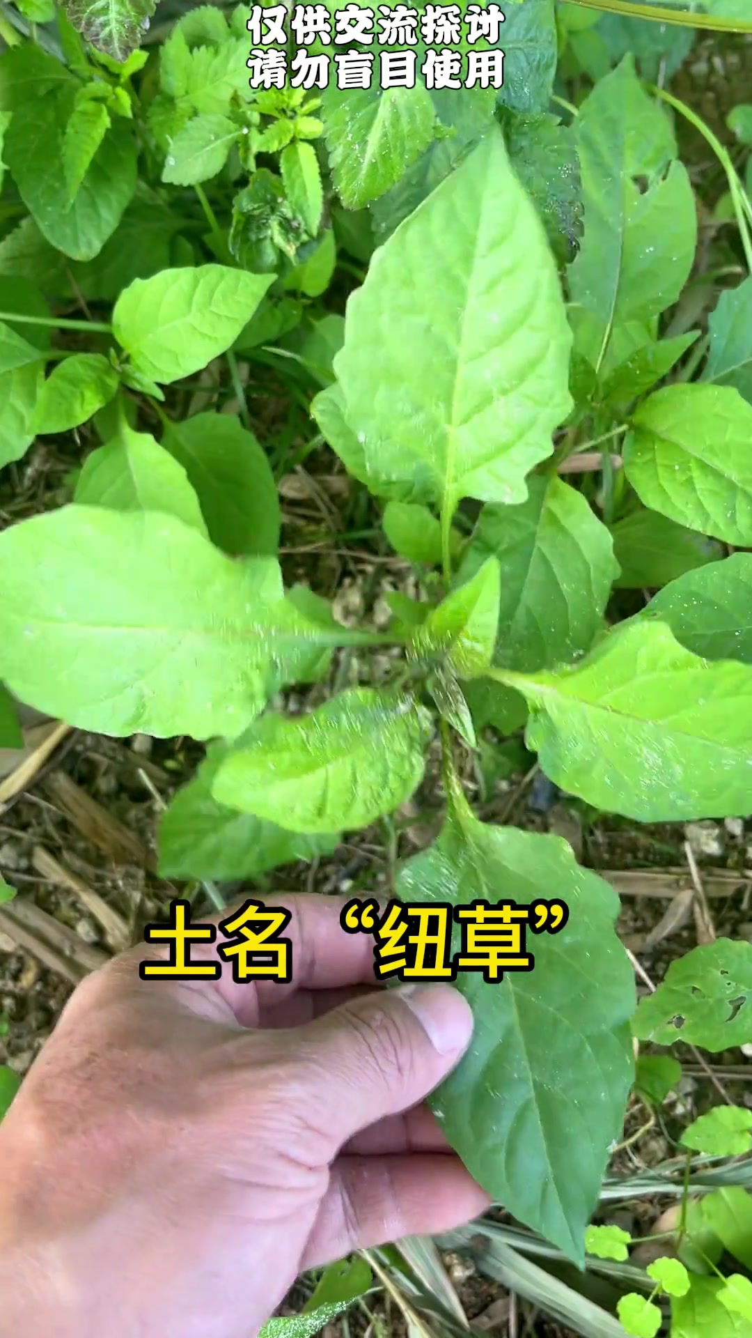 村里老人家钟爱的野菜,土名叫纽草,学名龙葵 你的家乡有这种植物吗