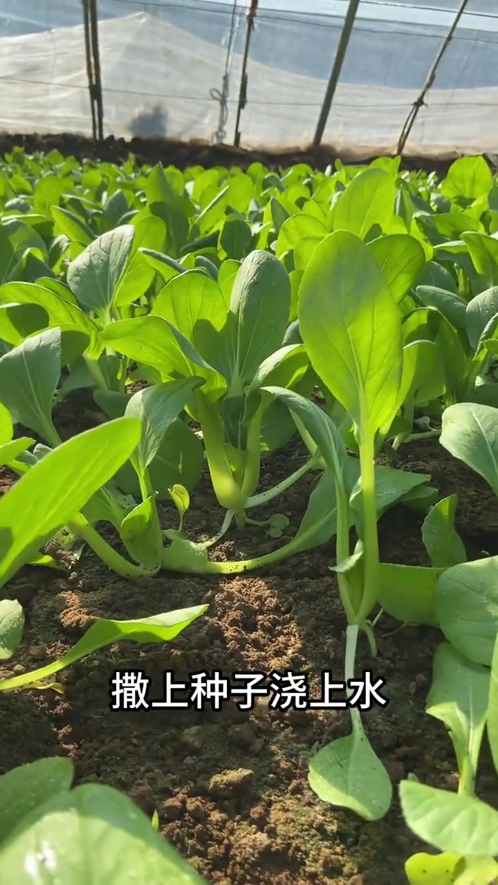 阳台上种的鸡毛菜长的真快,10天过去都能吃了,真是方便!