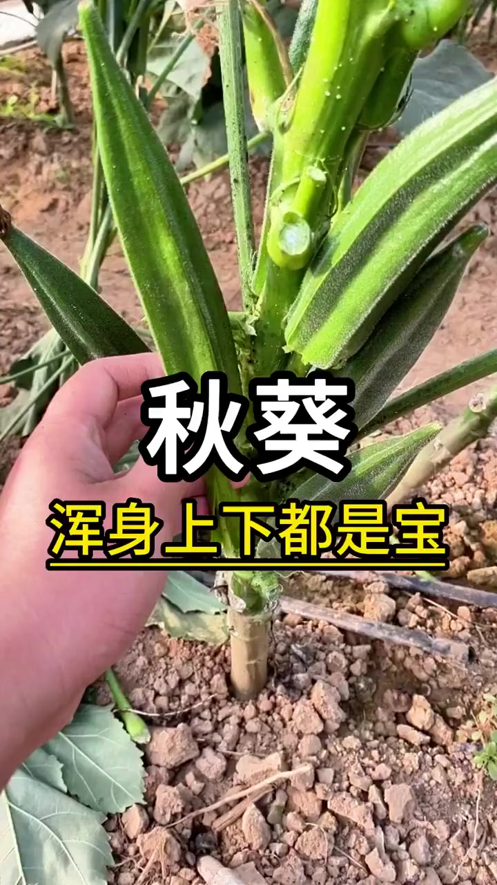 秋葵营养价值高,自己在家种植,有哪些注意事项?