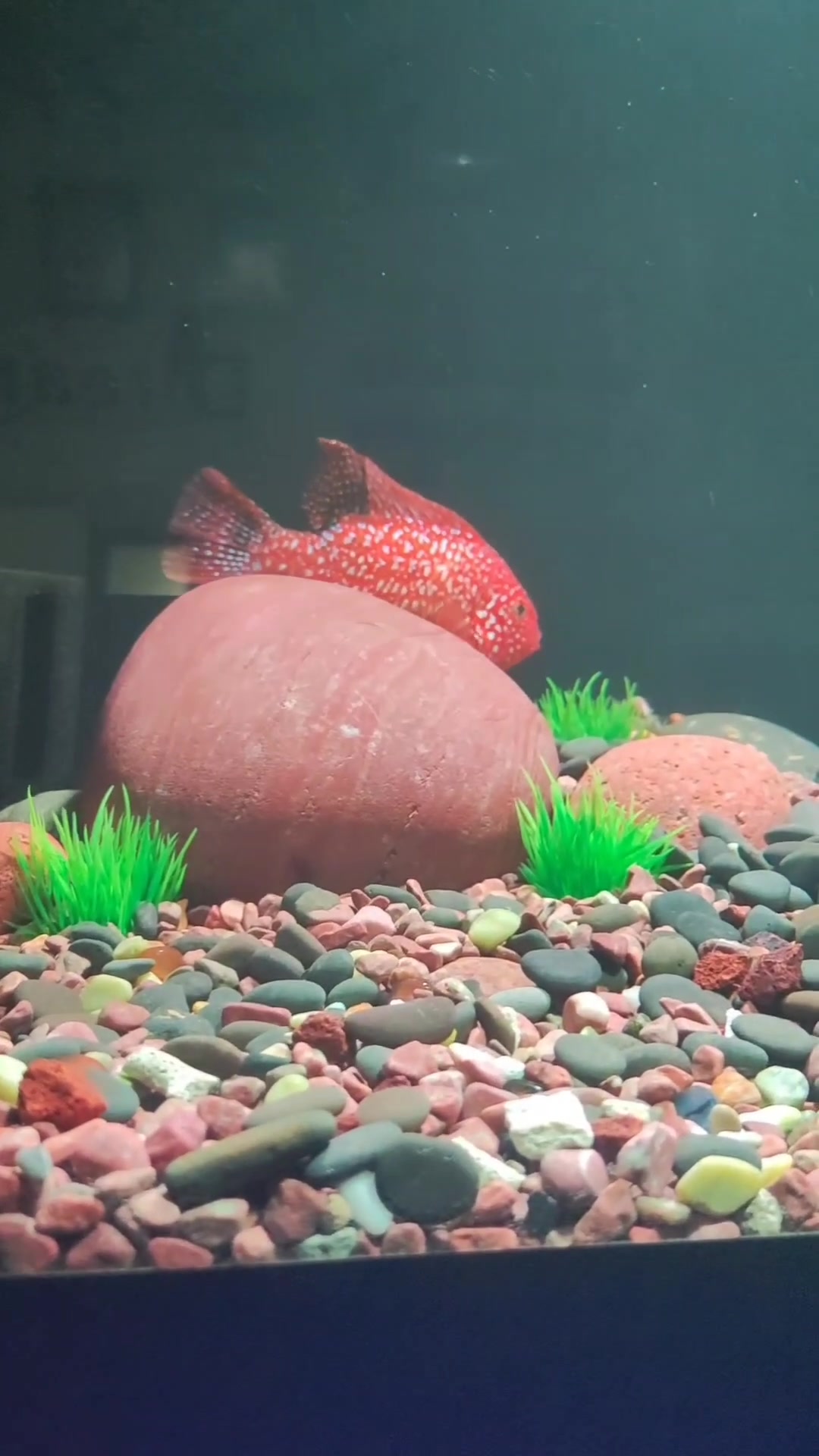 红德萨罗汉鱼是这个样的!