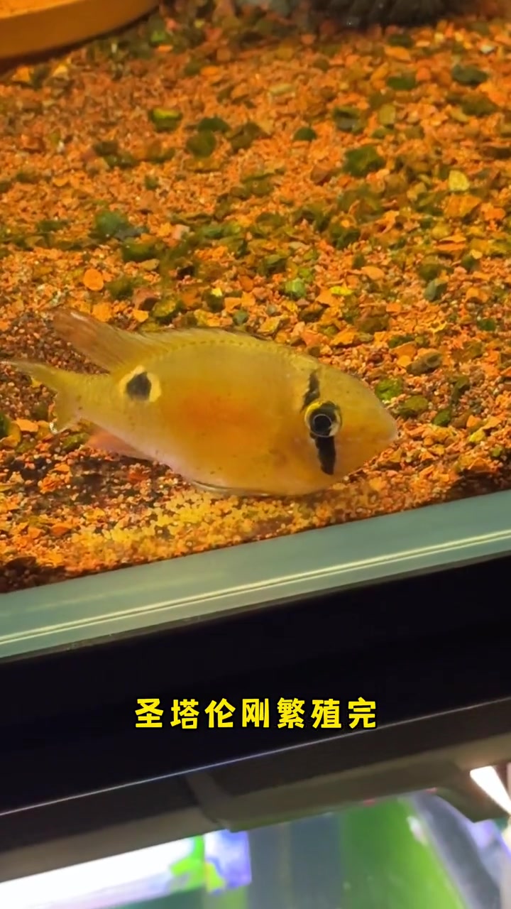 谁家老公这么会养!极火虾又爆缸了 极火虾 养鱼日记 草缸 热门