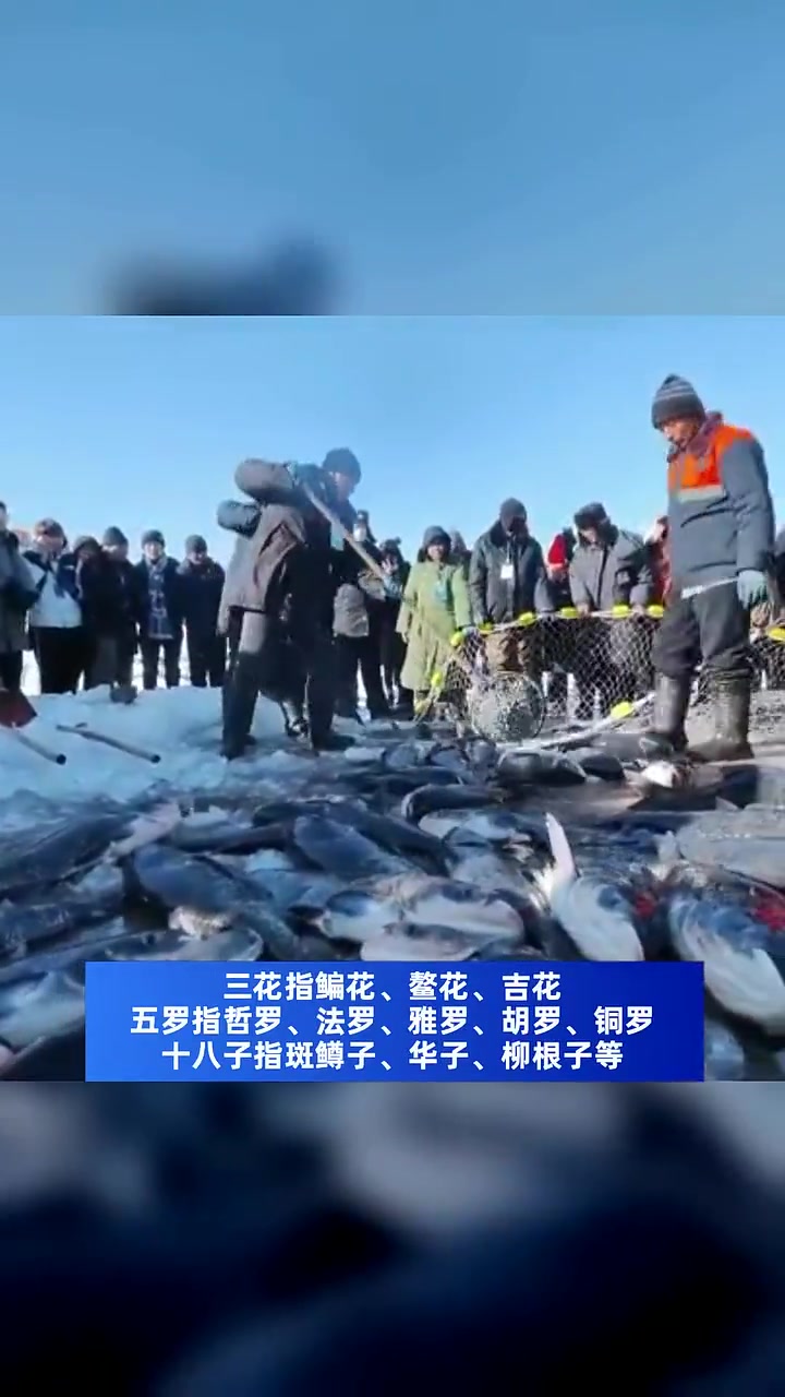 查干湖冬捕“头鱼”拍出近140万元!热闹的冬捕季来了