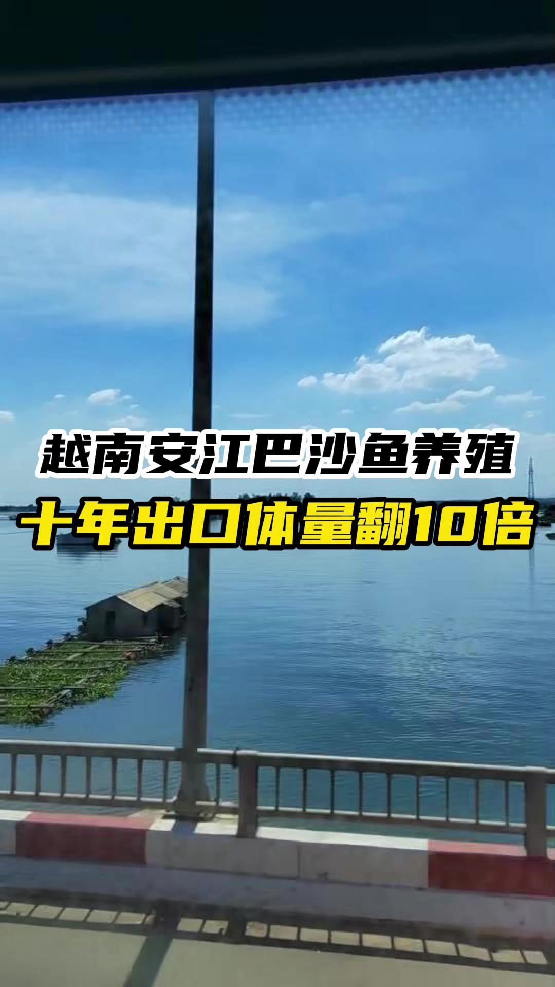 安江巴沙鱼养殖基地,十年里出口体量翻10倍!