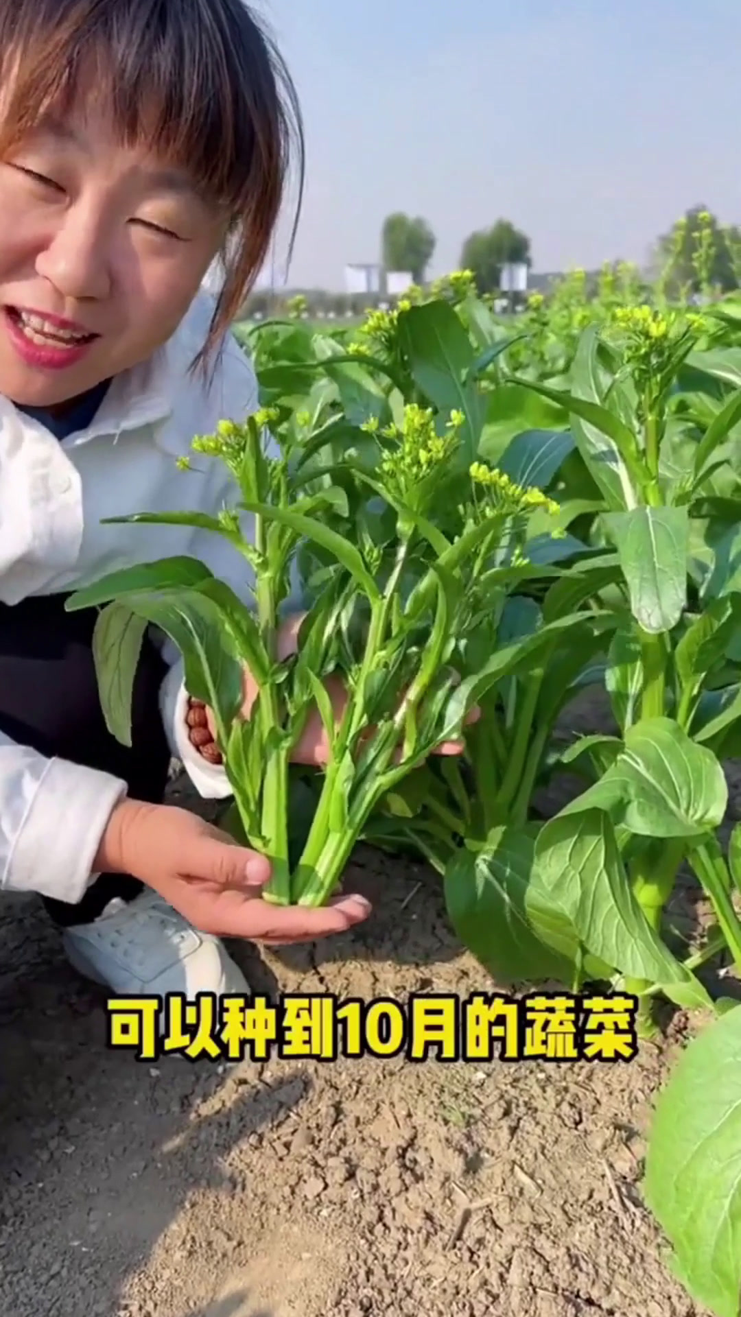 菜心口感甜脆,不分季节种植,种子可直接播种!