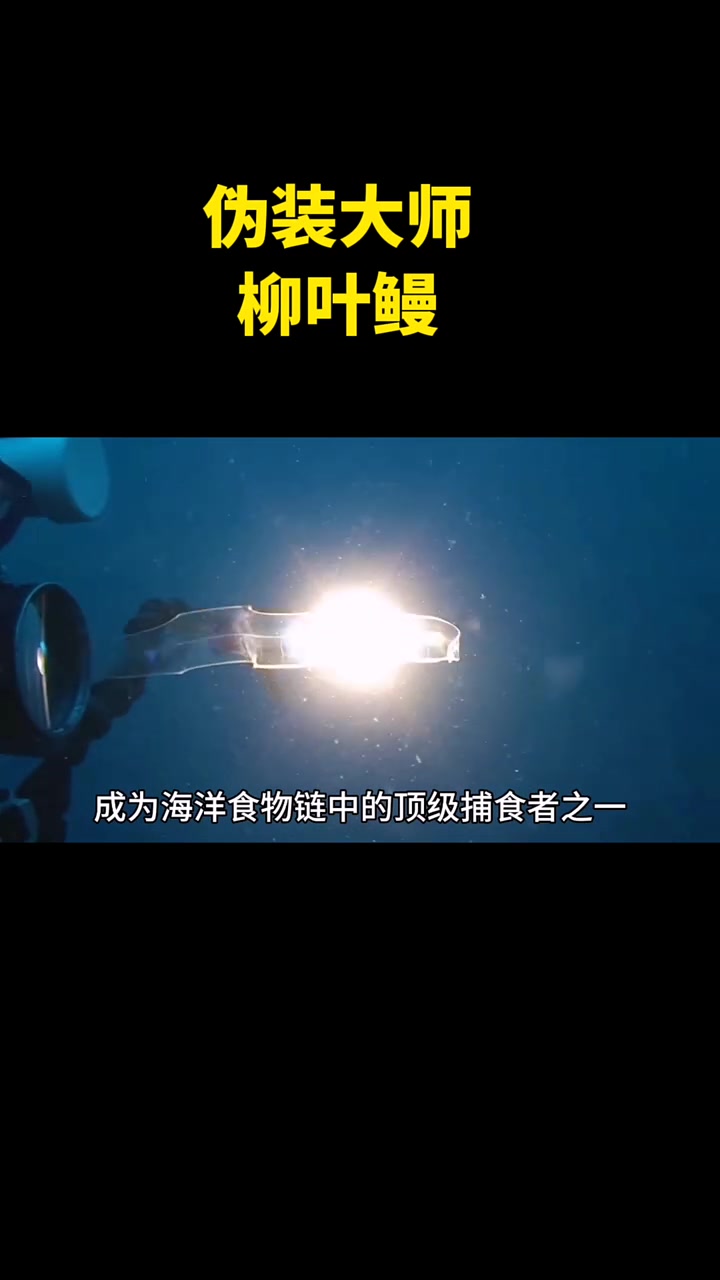 伪装大师柳叶鳗