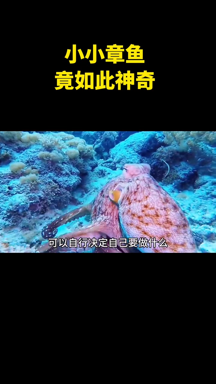 小小章鱼,竟如此神奇