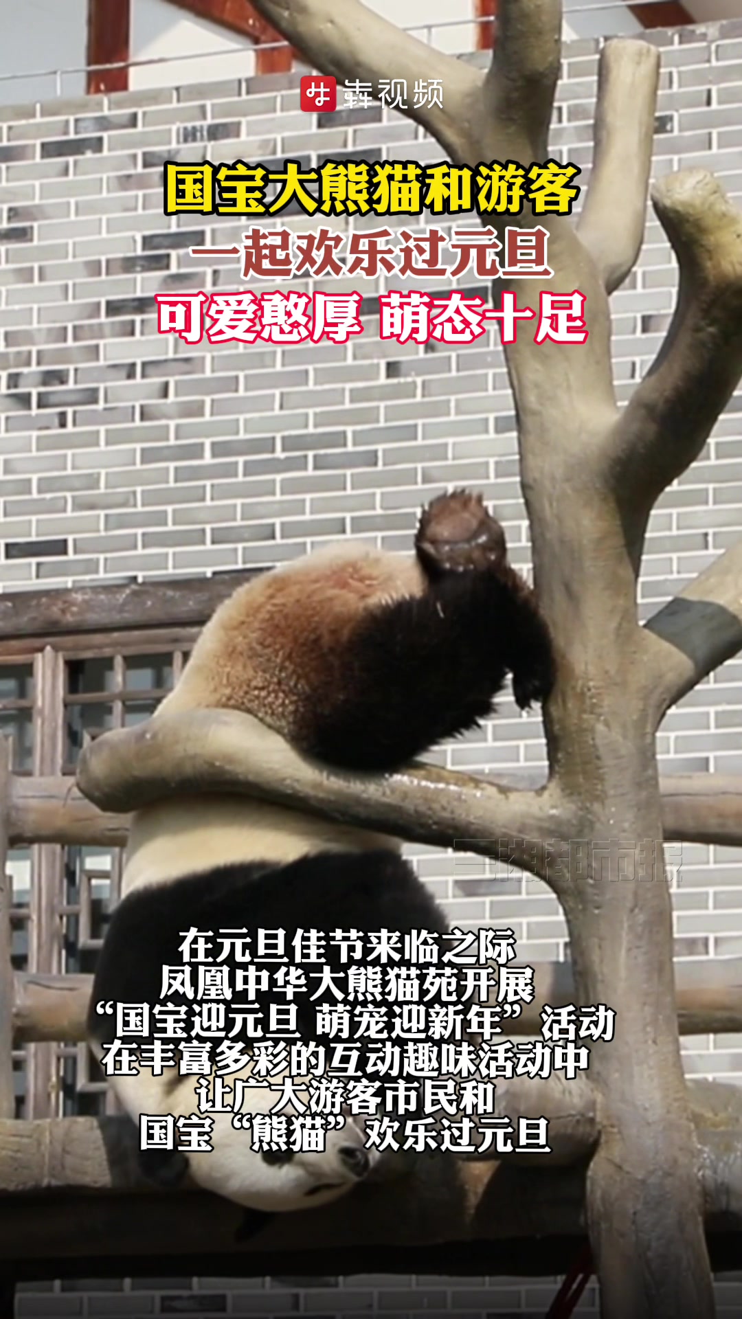 凤凰:国宝大熊猫欢乐过元旦