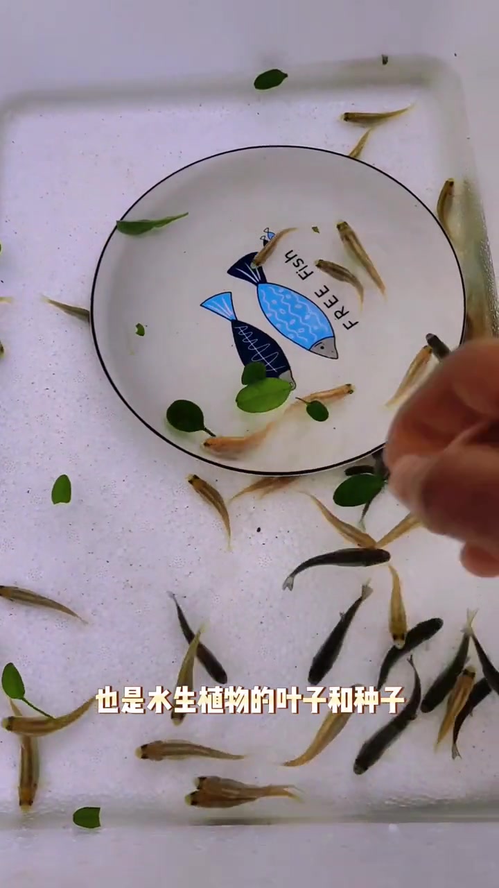 虹鳟鱼苗又名淡水三文鱼适应水温0-28度可观赏可食用冷水鱼系列的优质品种 虹鳟鱼 养鱼 冷