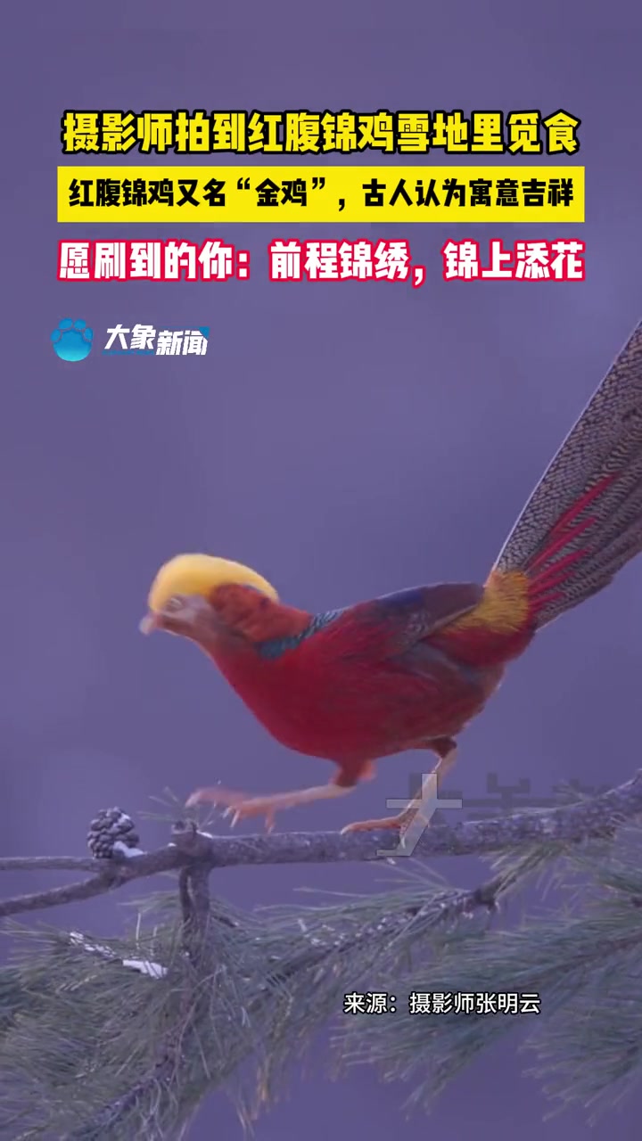 2024年1月1日(发布)河南三门峡 摄影师拍到红腹锦鸡雪地里觅食,红腹锦鸡又名“金鸡”,