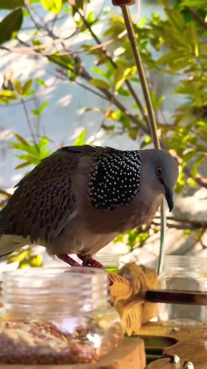 马来西亚珠颈斑鸠