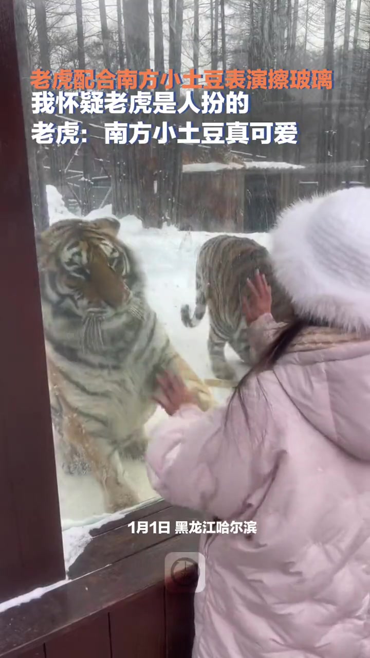 1月1日,黑龙江哈尔滨,老虎配合南方小土豆表演擦玻璃 我怀疑老虎是人扮的 老虎:南方小土豆