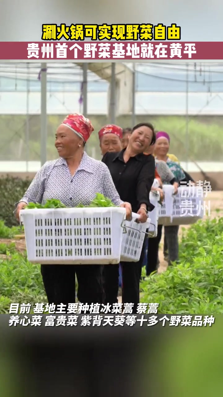 涮火锅可实现野菜自由,贵州首个野菜基地就在黄平。来源:黄平融媒
