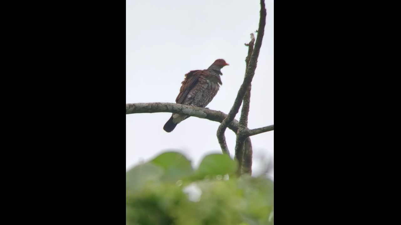 鳞斑鸽鸠鸽科鸟类