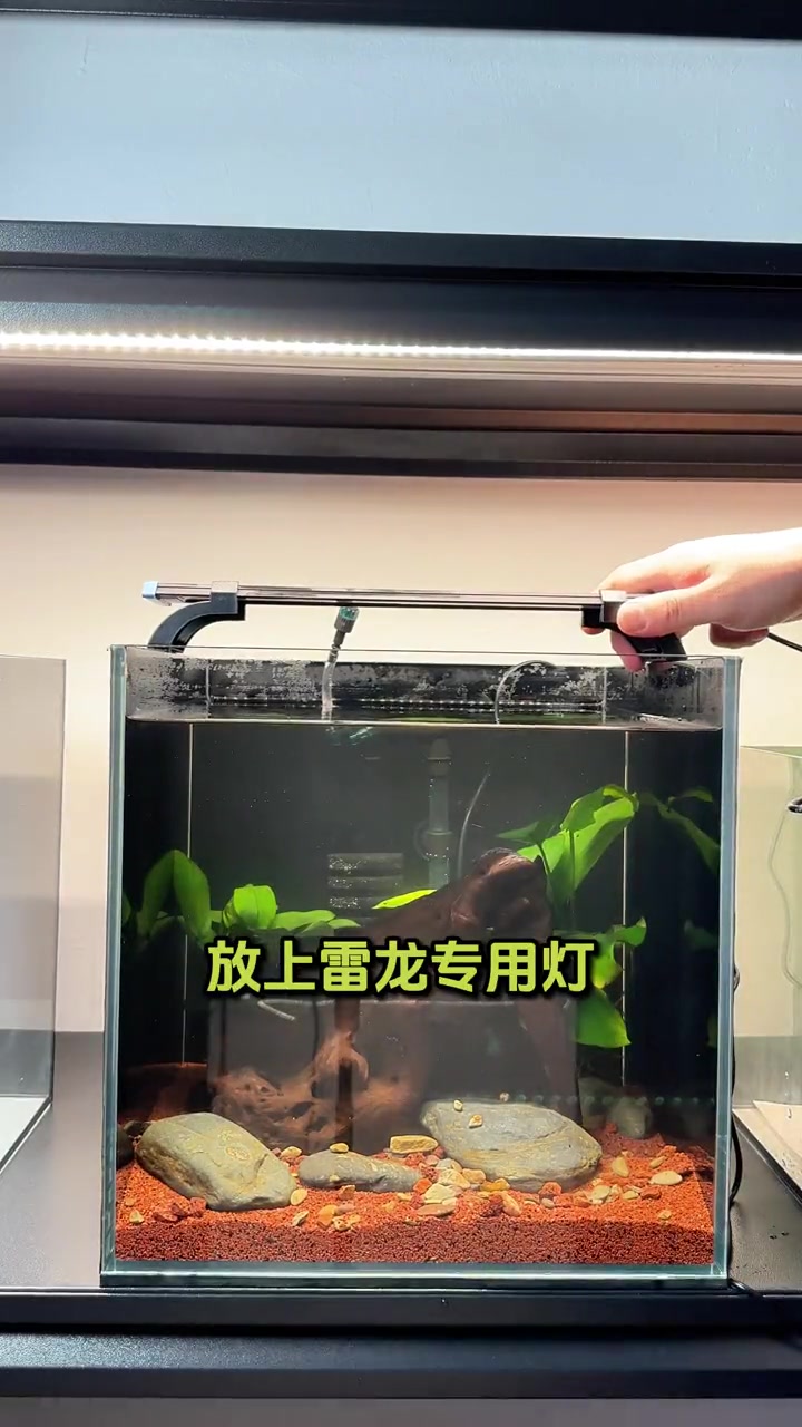 开个30小方缸!造景过程记录!养条奶茶雷龙苗子!雷龙鱼 奶茶雷龙 开缸 鱼缸造景 小鱼缸造