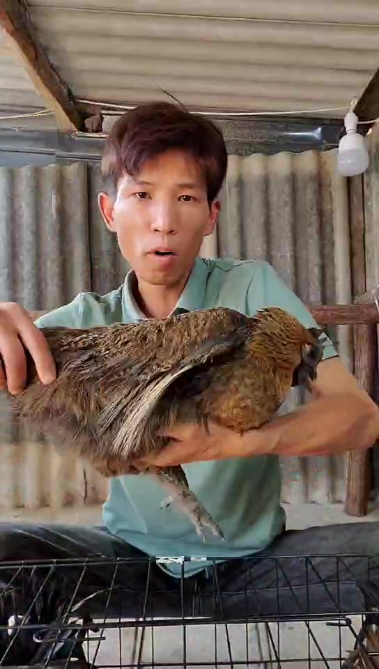 云南无量山乌骨鸡种鸡土鸡