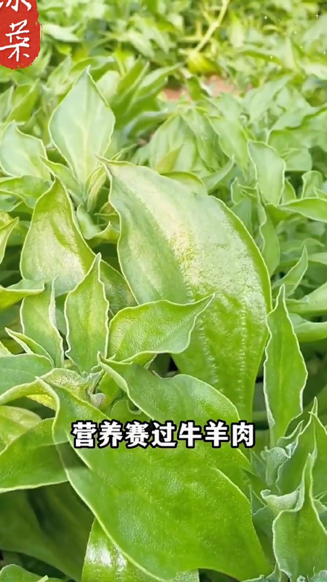 别说我不告诉你呀,冰菜的种植方法在这里