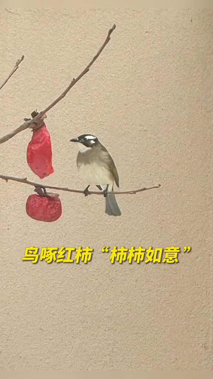「“柿柿如意”!小鸟枝头啄红柿美成国画」近日,山东,网友雪后拍到窗外一只小鸟停在树枝上啄柿
