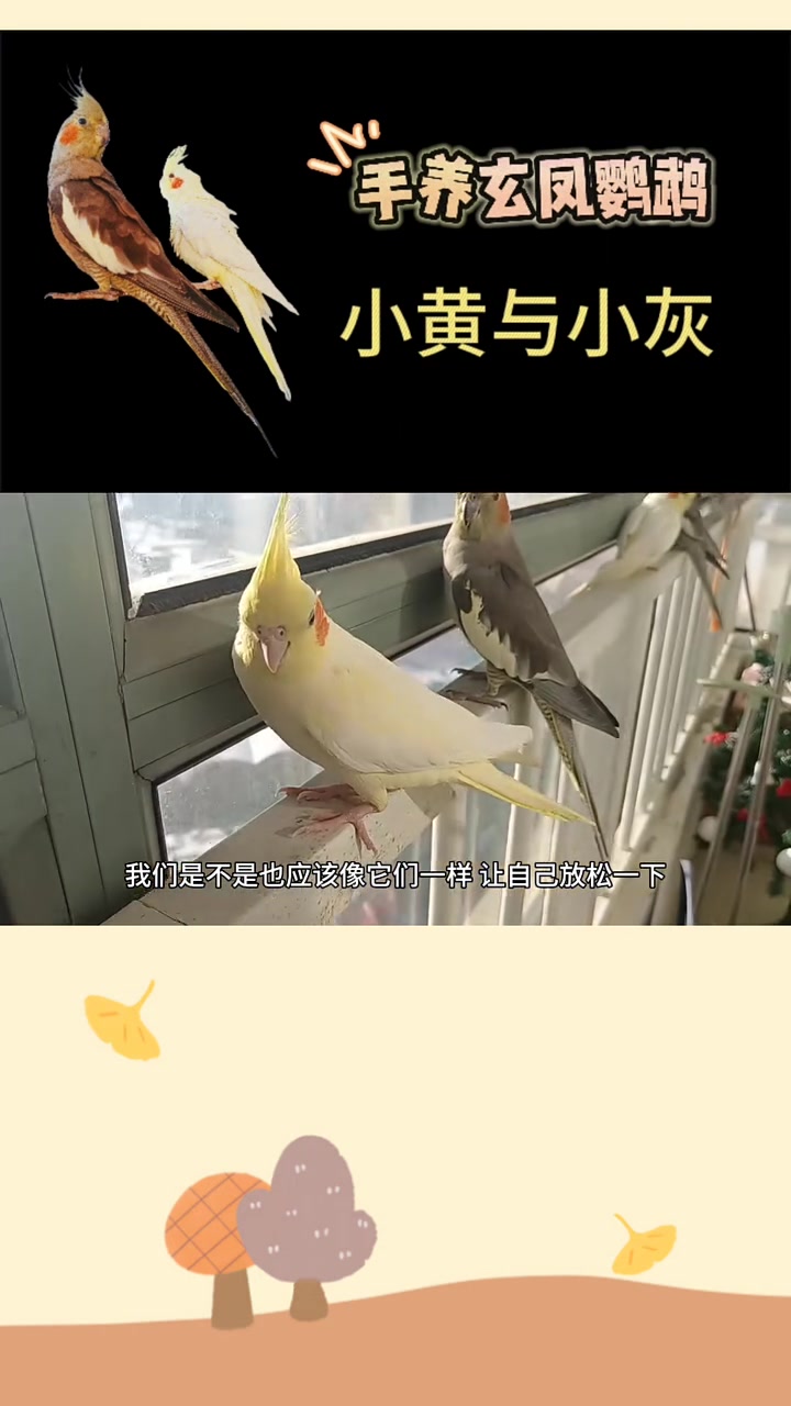 您见过六只玄凤鹦鹉一起站在栏杆上看风景的壮观场面吗?这个画面简直太治愈了!让我们一起欣赏它