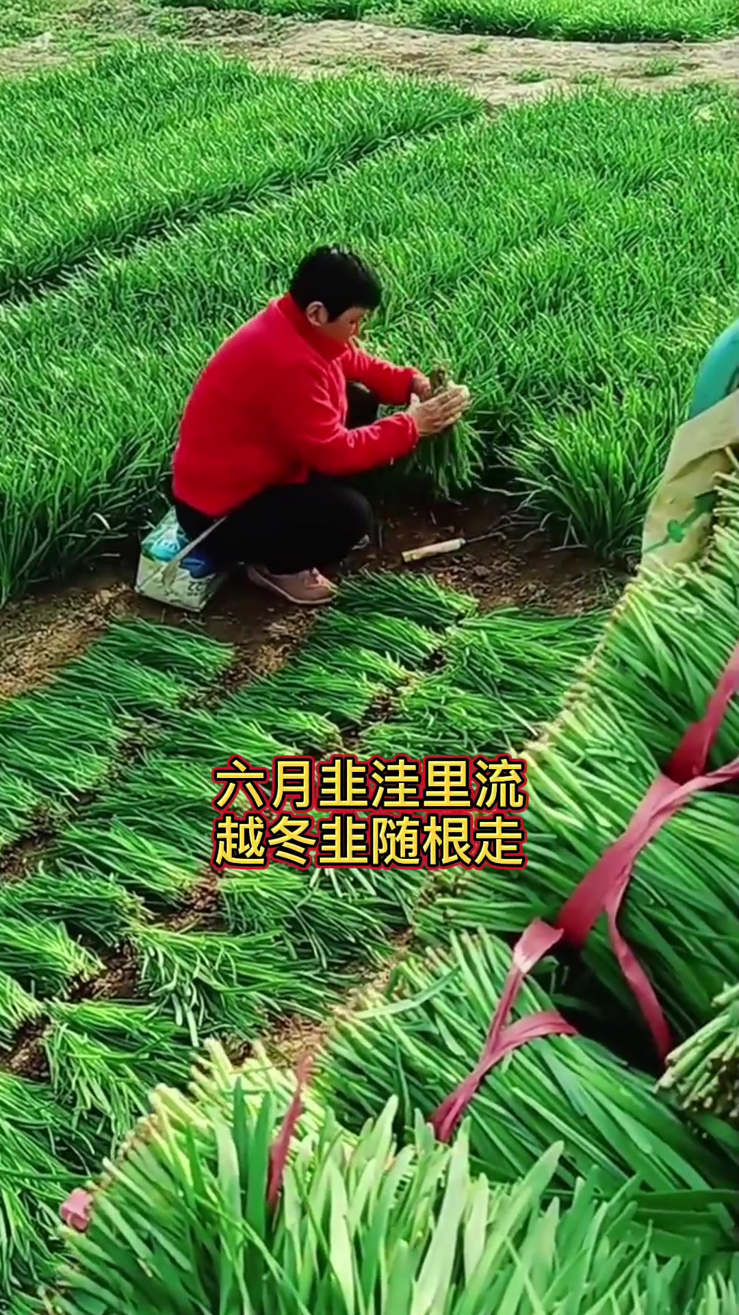 头刀韭菜如何收割学会不吃亏
