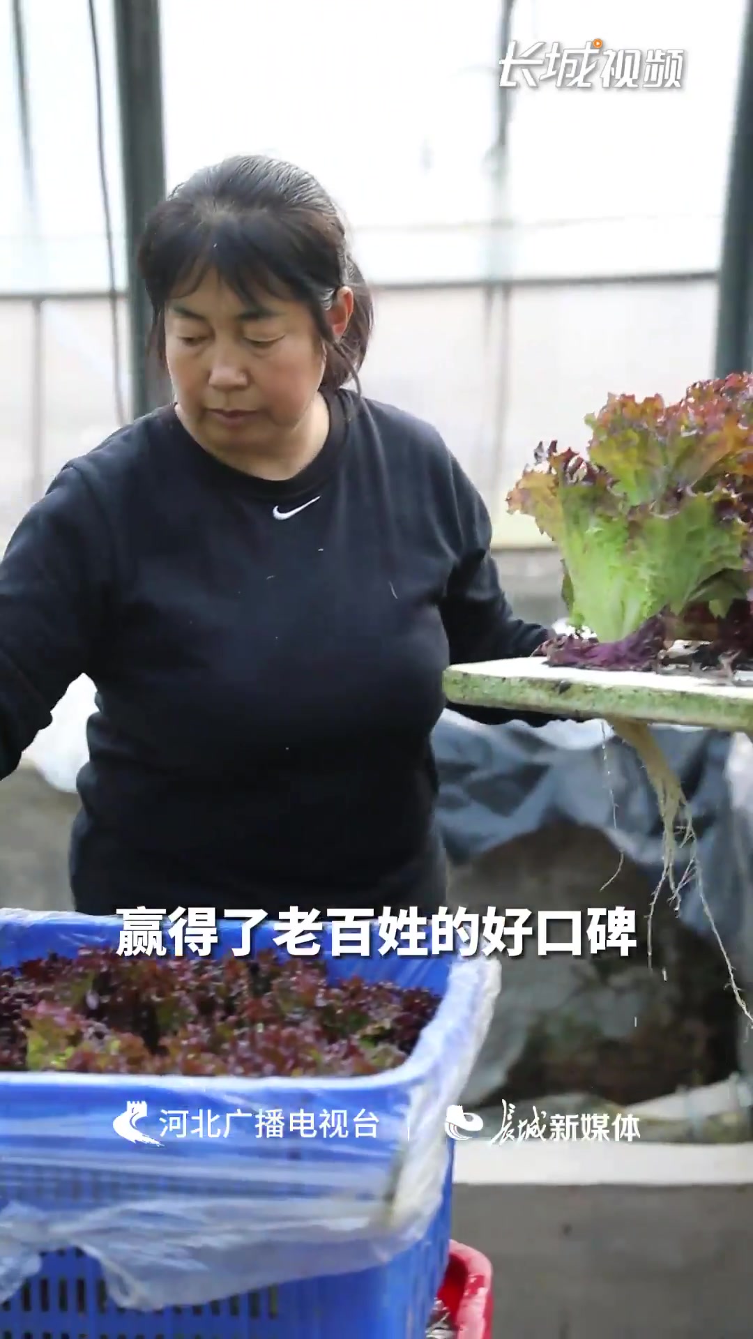 “河北净菜”成为“北京好菜”