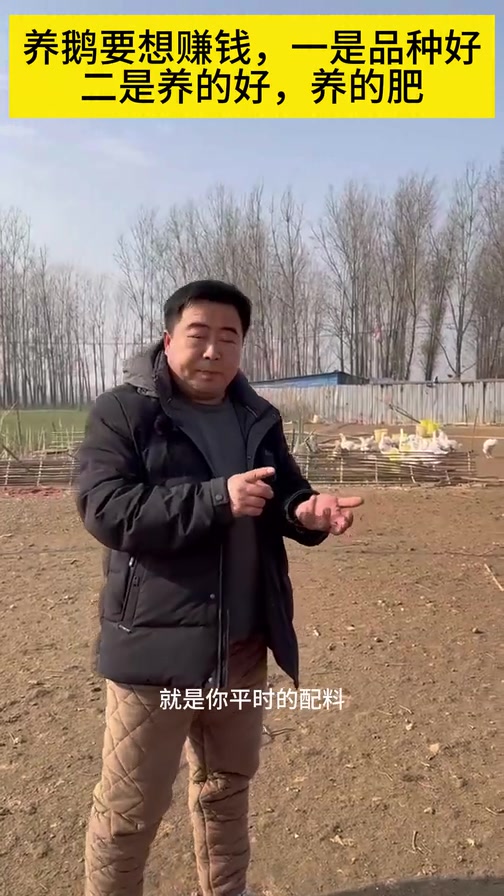 想知道养出大肥鹅有什么绝招吗?一起听听养了二十多年的人怎么说