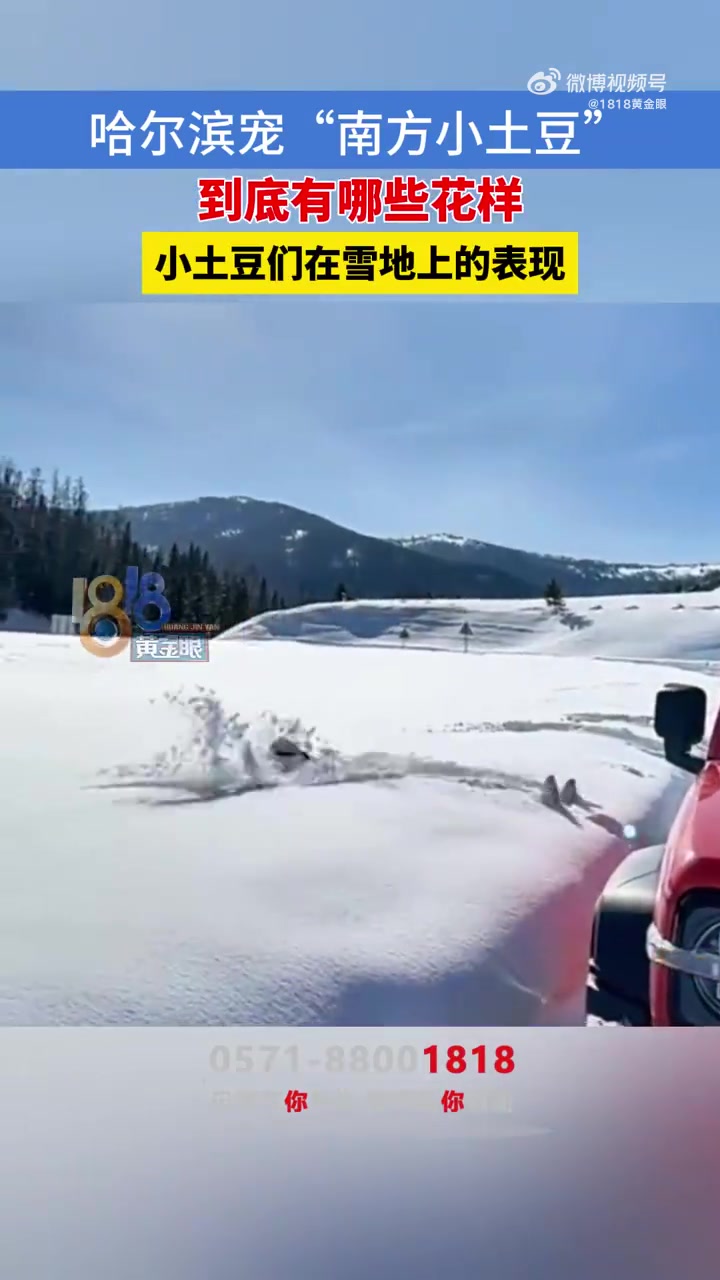 去哈尔滨的上海小土豆最多 最近,哈尔滨冰雪游出圈,“南方小土豆”“广西砂糖橘”“云南野生菌