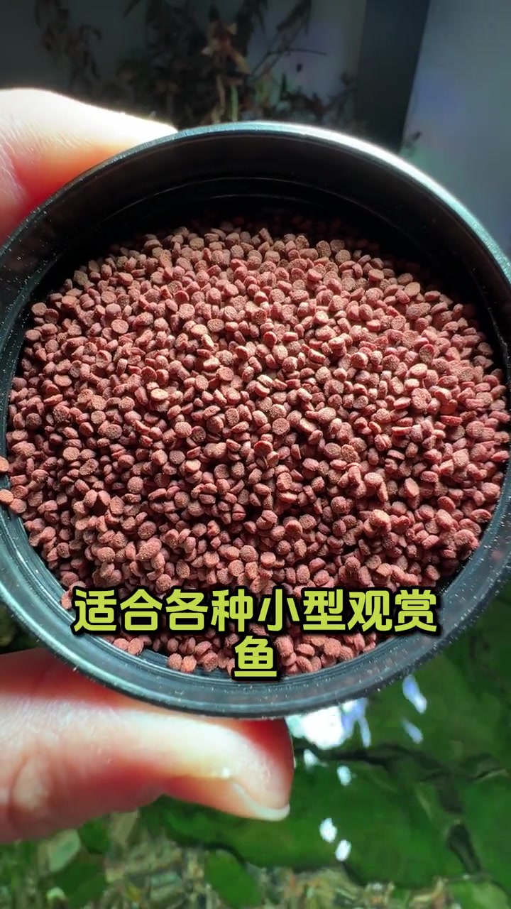 高营养的小型鱼饲料,价格有点吓人呀!鱼缸里的大自然 小型鱼 鱼饲料 养鱼 观赏鱼