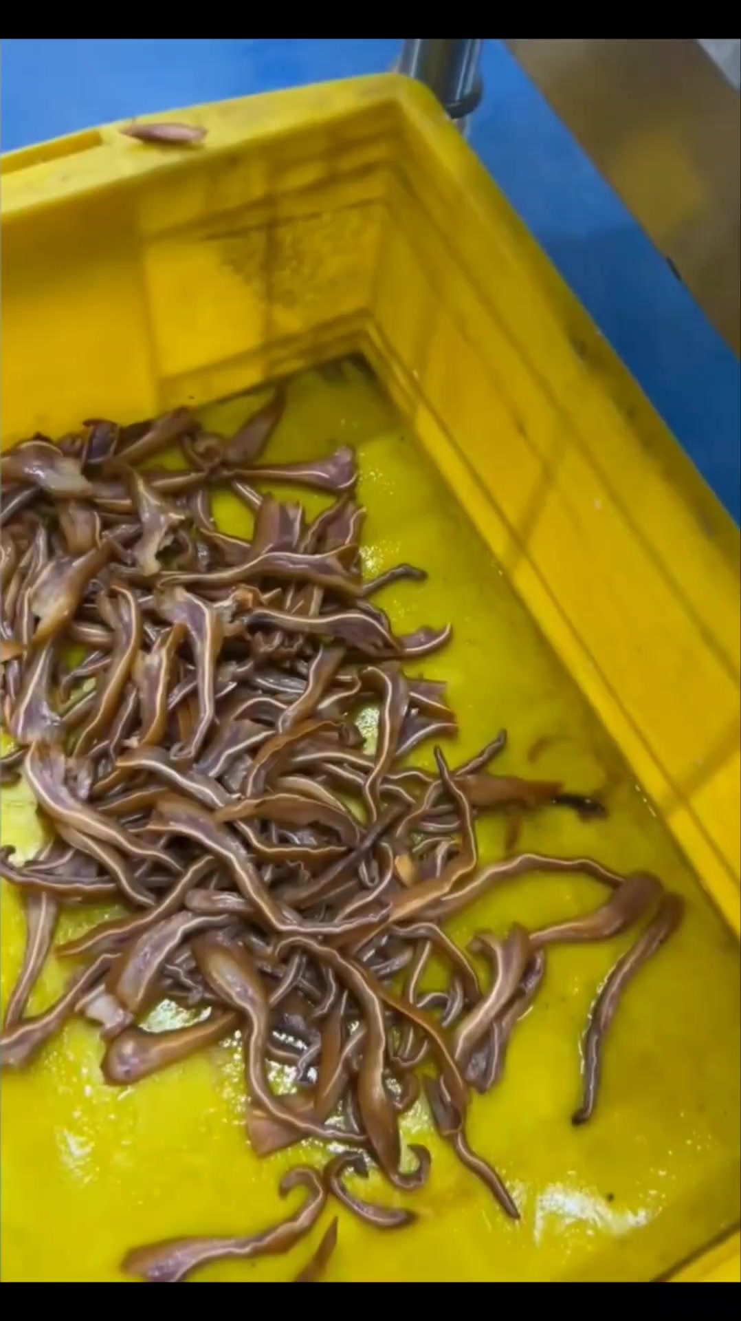 猪耳朵切丝机#牛耳朵切丝机#兔耳朵切丝机#猪耳朵切片机