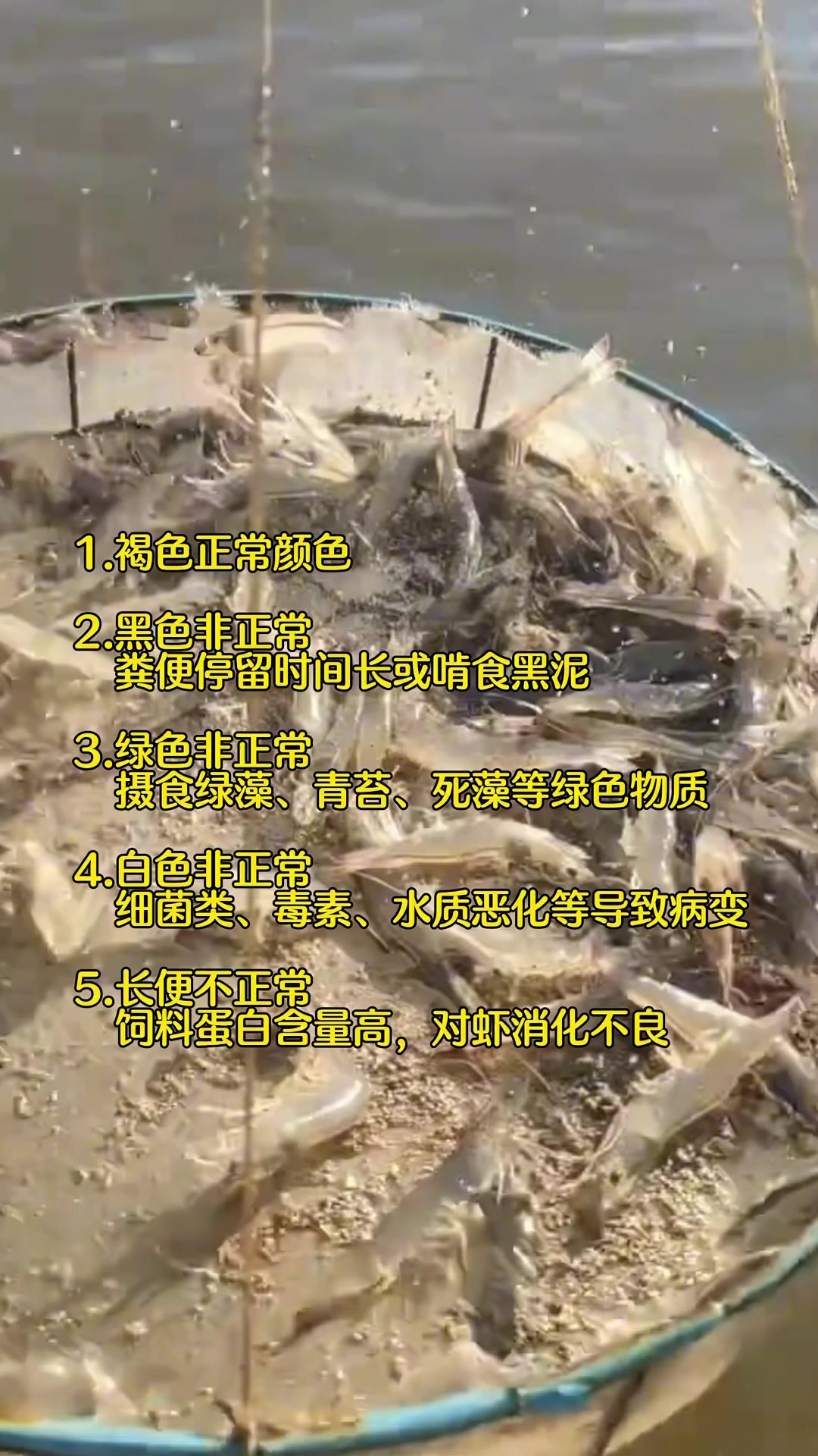 对虾不同粪便颜色,分别代表了什么问题?