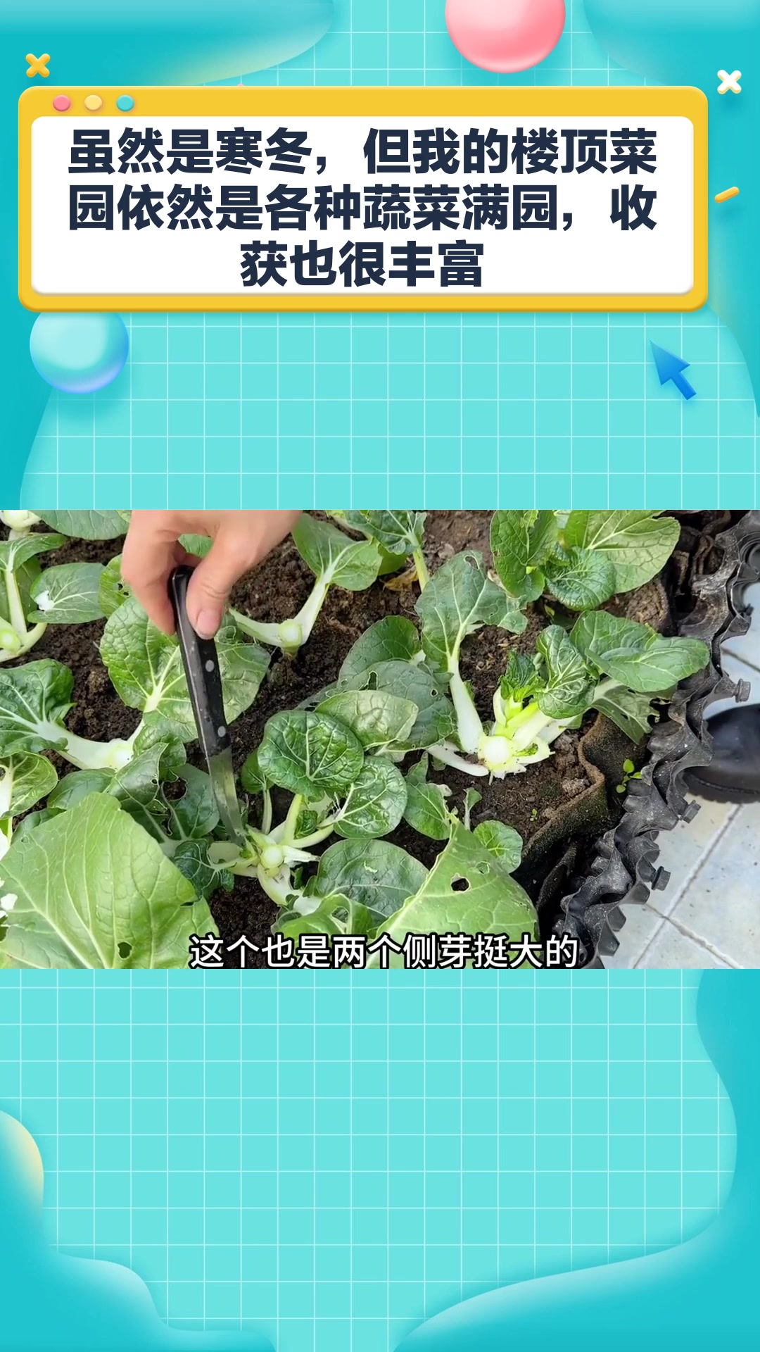 虽然是寒冬,但我的楼顶菜园依然是各种蔬菜满园,收获也很丰富