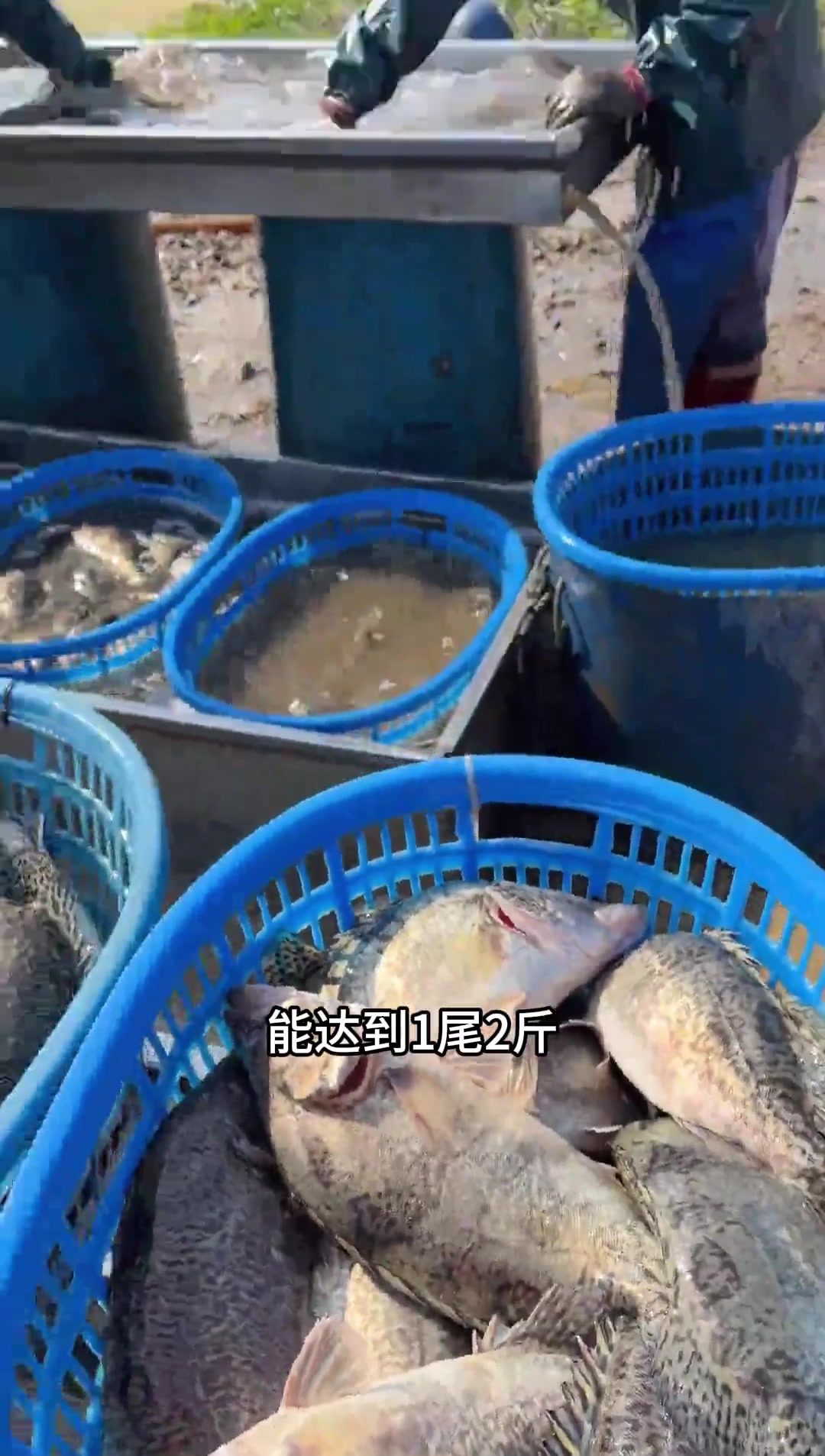 鳜鱼养殖有哪些品种,哪些又好养殖呢?