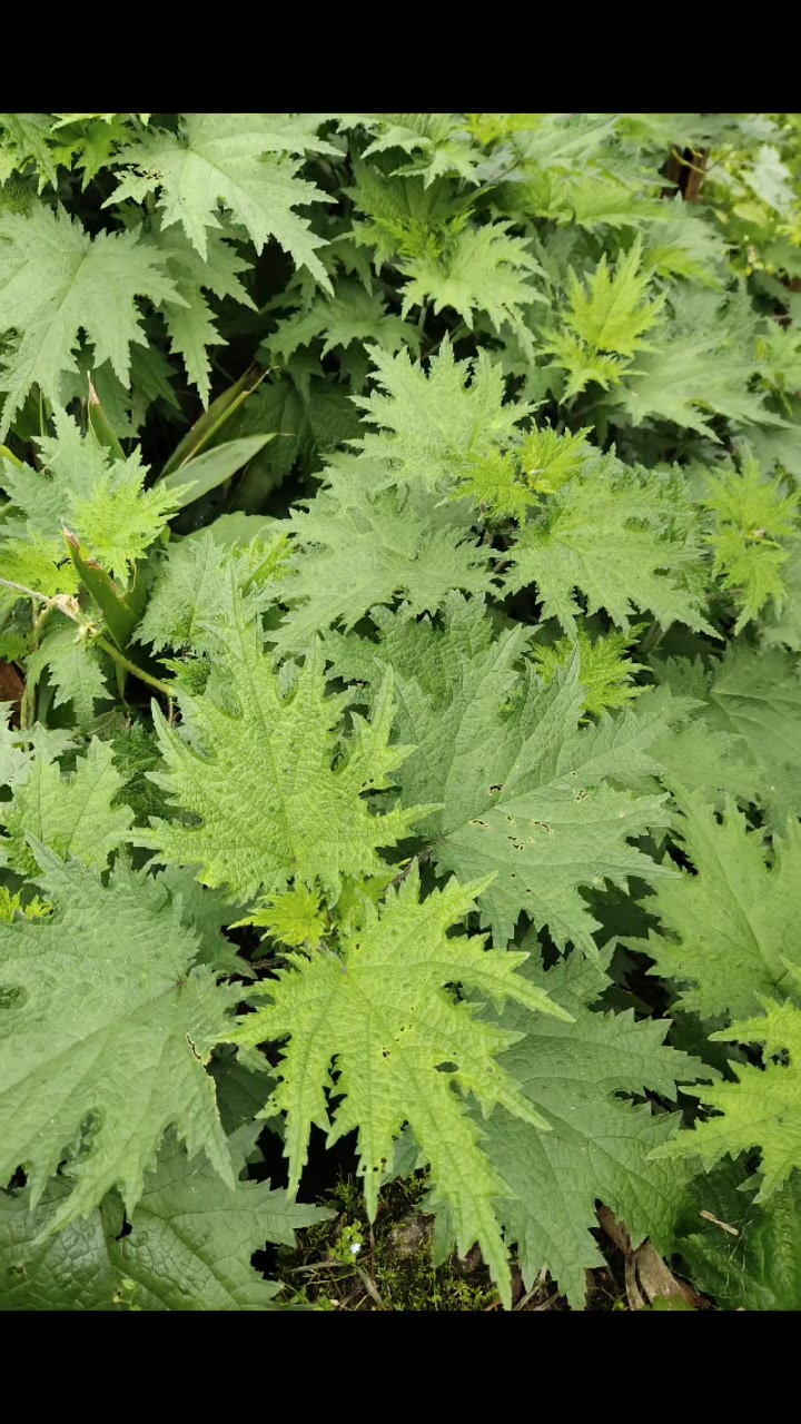 乌江野菜配乌江鱼