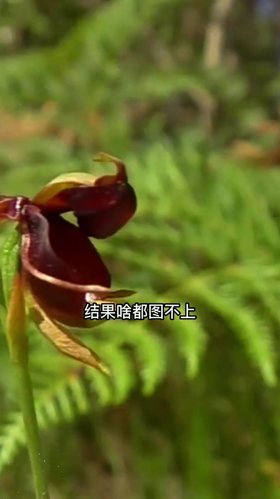 今天带你们了解神奇的植物“飞鸭兰”,长得像个小鸭子