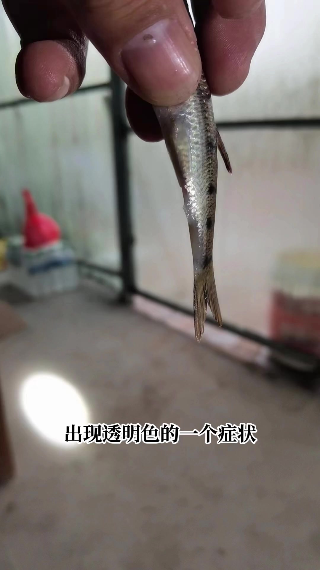 传染性强、死亡率高的石斑鱼神经坏死病毒,终于找到预防方案了!