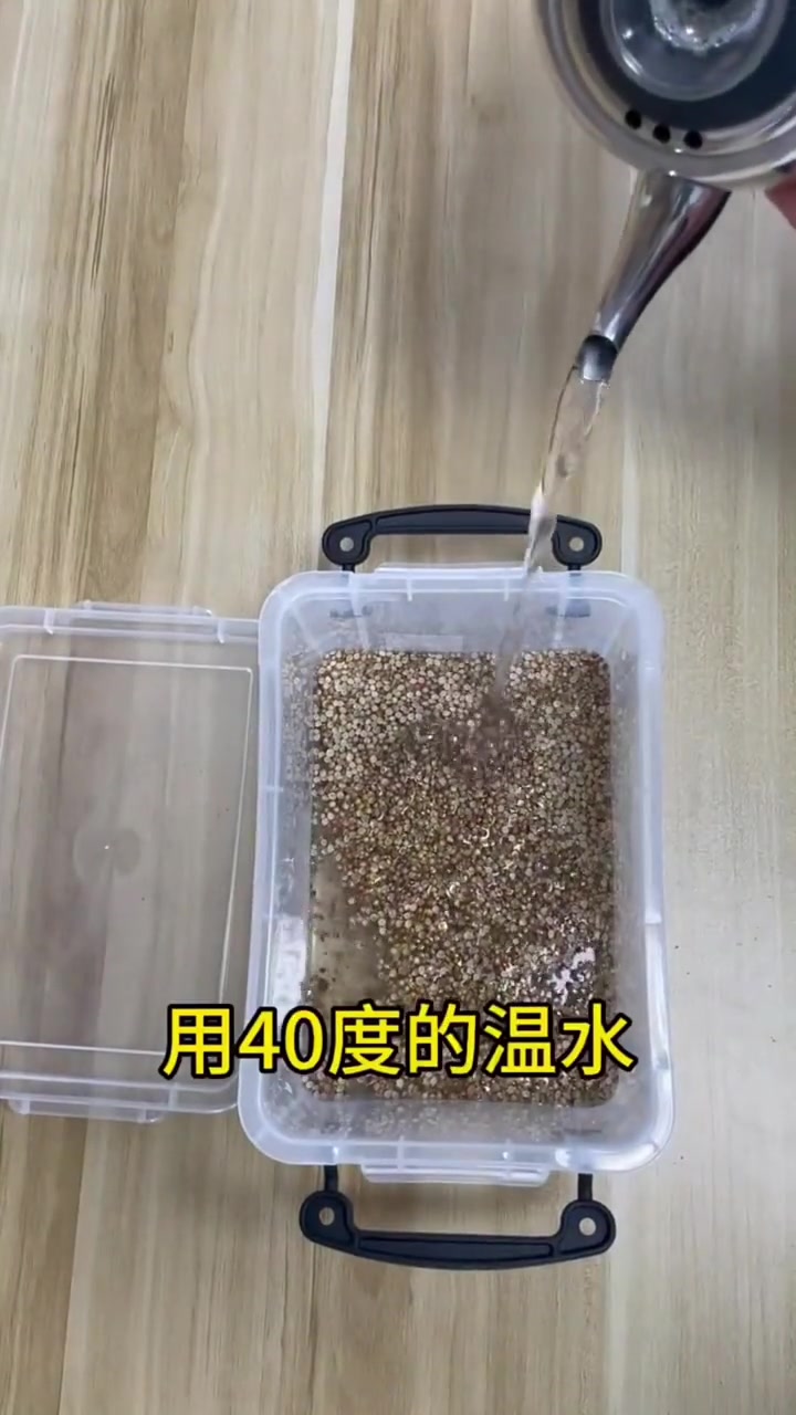 种香菜总怕不出芽?详细三步骤,出芽齐又快!